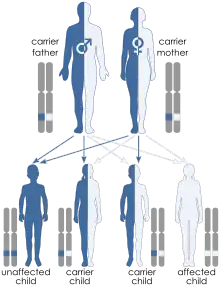 Illustration of autosomal recessive inheritance. Each parent has one blue allele and one white allele. Each of their 4 children inherit one allele from each parent such that one child ends up with two blue alleles, one child has two white alleles and two children have one of each allele. Only the child with both blue alleles shows the trait because the trait is recessive.