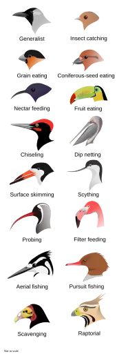  Illustration of the heads of 16 types of birds with different shapes and sizes of beak