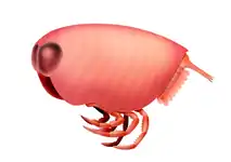 Concavicaris  (Thylacocephala)