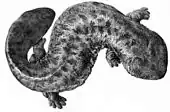 Japanese giant salamander