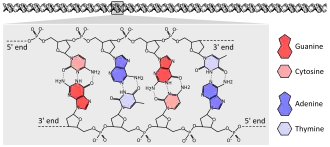 DNA chemical structure diagram showing how the double helix consists of two chains of sugar-phosphate backbone with bases pointing inward and specifically base pairing A to T and C to G with hydrogen bonds.