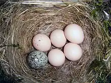  Nest made of straw with five white eggs and one grey speckled egg