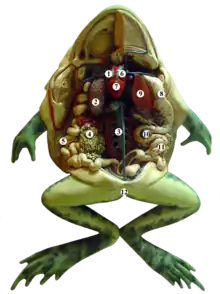 Dissected frog