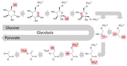 Schematic diagram of the glycolytic metabolic pathway starting with glucose and ending with pyruvate via several intermediate chemicals. Each step in the pathway is catalyzed by a unique enzyme.