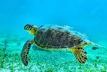 Marine turtle swimming