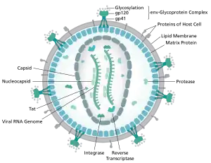 diagram of microscopic viron structure
