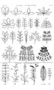 Folia Composita et Folia Determinata