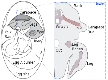 Drawing of a section through a turtle embryo showing formation of the shell, with the ribs growing sideways