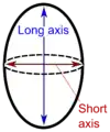 Spheroid or near-spheroid organs such as testes may be measured by long and short axes.
