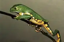 Frog climbing