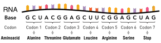 An RNA molecule consisting of nucleotides. Groups of three nucleotides are indicated as codons, with each corresponding to a specific amino acid.