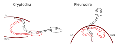 Diagrams of the top-down bending of the neck of cryptodirans, and the left-right bending of the neck in pleurodirans