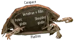 Photograph of one half of a tortoise skeleton, cut in half vertically showing the vertebrae following curving along the carapace
