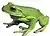 White-lipped Tree Frog