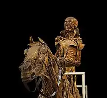 Image 4écorché (with mummification) of a horse and its rider, made between 1766 and 1771 by the French anatomist Honoré Fragonard (1732–1799).
