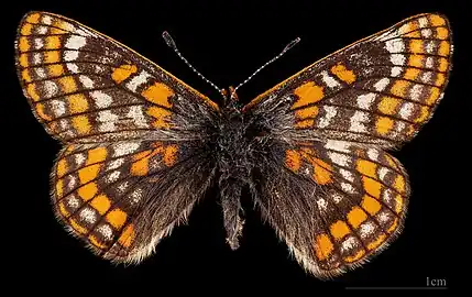 Euphydryas iduna  ♀