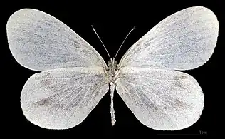 Leptidea sinapis   ♀ △