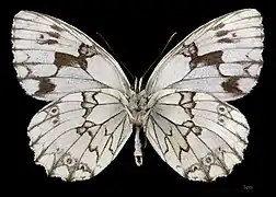 Melanargia lachesis ♂   △