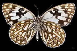 Melanargia occitanica ♂   △