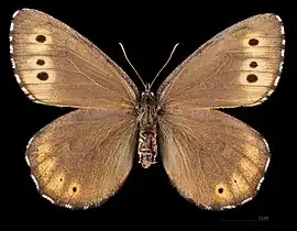 Oeneis jutta jutta  ♂