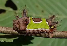 formally known as Sibine stimulea, commonly known as the Saddleback caterpillar).