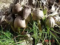 Coprinopsis romagnesiana