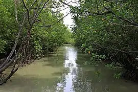 Mangrove forest