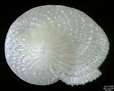 Foraminifera Heterostegina depressa, field width 4.4&nbsp;mm