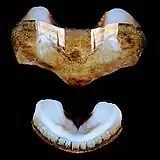 Two valves of A. granulata, an intermediate plate (32&nbsp;mm) and a tail plate (21&nbsp;mm)