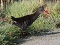African rail