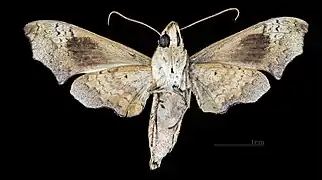 Female ventral(coll.MHNT)