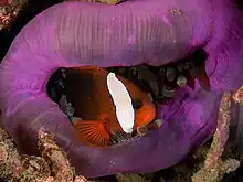 A.&nbsp;melanopus in Heteractis magnifica - magnificent sea anemone
