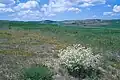 Rest of the Anatolian steppe with Crambe tatarica (white), with fields in the background, Ahiboz, c.35&nbsp;km south of Ankara, c.1000 m s.l.