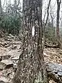 Appalachian Trail blaze on the hike to Mt. Minsi's summit