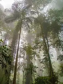 Dorrigo National Park, NSW.