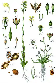 Illustration of C.&nbsp;sativa (1) and Subularia aquatica (2) from Deutschlands Flora in Abbildungen