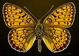 Dorsal