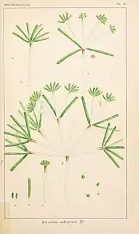 Ophiocytium arbusculum (Mischococcales), formerly Sciadium arbuscula