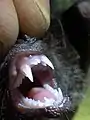 Chestnut short-tailed bat teeth&nbsp;(juvenile male)