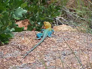 Male collared lizard, with blue-green body and yellow-brown head, at the Wichita Mountains Wildlife Refuge near Lawton, Oklahoma