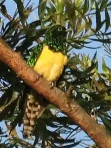 male C. c. cupreus, KwaZulu-Natal