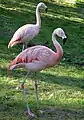 Chilean flamingoes