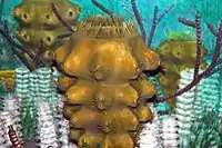 Reconstruction of a Carboniferous seafloor featuring Hydroceras at the Carnegie Museum of Natural History in Pennsylvania