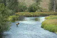 Elk (Cervus canadensis) in a creek