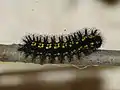 larva