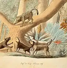Filas Brasileiros hunting a jaguar.