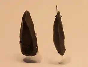 Flint stone points, Boqer Tahtit Cave (Ein Avdat) and el‑Wad Cave, 50000&nbsp;– 28000&nbsp;BP (Israel Museum)