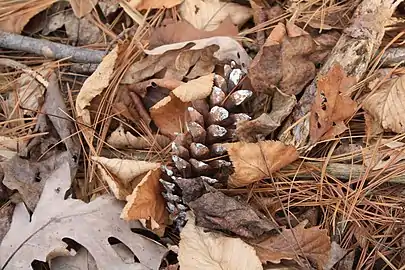 A fully grown and freshly fallen female pine cone (P.&nbsp;strobus)