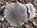 Clouded funnel, Clitocybe nebularis, large specimen
