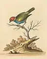 Plate 23: "The Red-Headed Green-Finch" now the bay-headed tanager (Tangara gyrola)